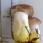 Kuhmaul, Foto 24