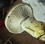 Kuhmaul, Foto 34