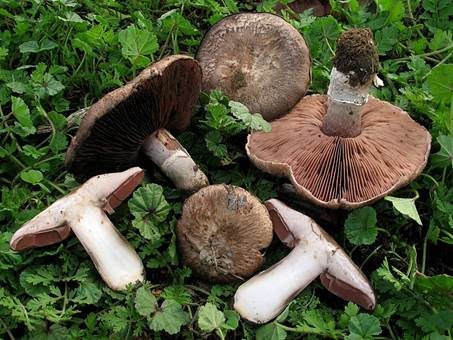 Kupferbrauner Champignon, Foto 2