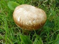 Kupferbrauner Champignon, Foto 5