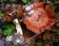 Kupferroter Klumpfuß, Foto 21