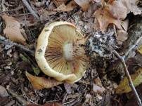 Kupferroter Klumpfuß, Foto 7