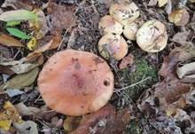 Kupferroter Klumpfuß, Foto 8