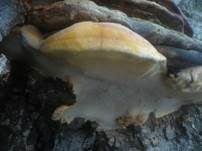 Kupferroter Lackporling, Foto 18