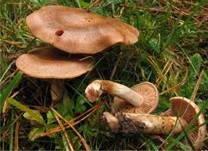 Kupferschuppiger Dickfuß, Foto 12