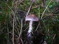 Kupferschuppiger Dickfuß, Foto 17