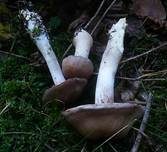 Kupferschuppiger Dickfuß, Foto 19