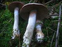 Kupferschuppiger Dickfuß, Foto 20