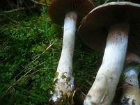 Kupferschuppiger Dickfuß, Foto 21