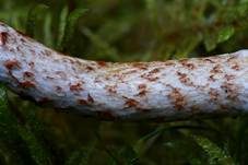 Kupferschuppiger Dickfuß, Foto 6