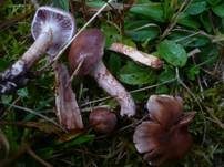 Kupferschuppiger Dickfuß, Foto 11