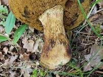 Kurznetziger Hexenröhrling, Foto 13
