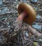 Kurznetziger Hexenröhrling, Foto 8