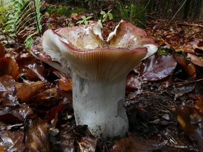 Kurzstieliger Ledertäubling, Foto 5