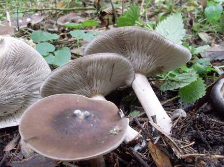 Kurzstieliger Weichritterling, Foto 3