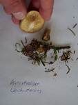 Kurzstieliger Weichritterling, Foto 10