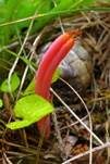 Lachsrosa Keule, Foto 13