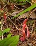 Lachsrosa Keule, Foto 11