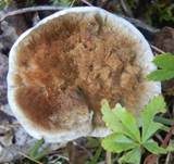 Lamelliger Dauerporling, Foto 5