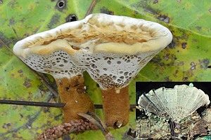 Lamelliger Dauerporling, Foto 1