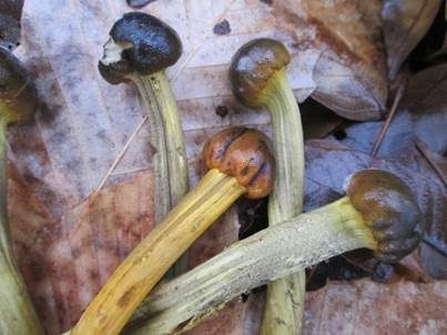 Langsporige Kernkeule, Foto 2