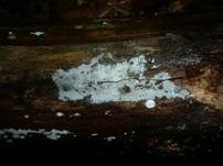 Langsporiger Pfriemenzystidenpilz, Foto 12
