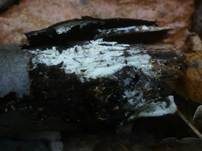 Langsporiger Pfriemenzystidenpilz, Foto 14