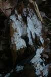 Langsporiger Pfriemenzystidenpilz, Foto 15