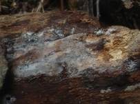 Langsporiger Pfriemenzystidenpilz, Foto 9