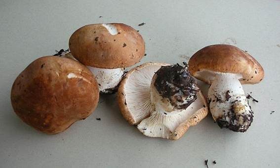 Bitterer Krempentrichterling, Foto 2