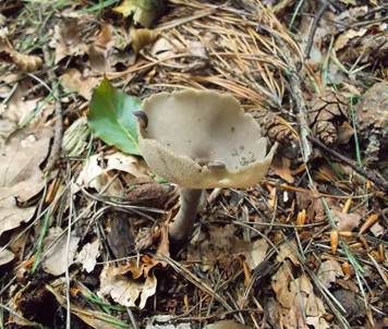 Langstielige Becherlorchel, Foto 2