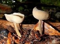 Langstielige Becherlorchel, Foto 19