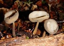 Langstielige Becherlorchel, Foto 6