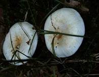 Langstieliger Pfeffermilchling, Foto 10