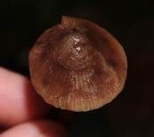 Langstieliger Knoblauchschwindling, Foto 12