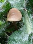Langstieliger Knoblauchschwindling, Foto 19