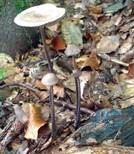 Langstieliger Knoblauchschwindling, Foto 25