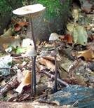 Langstieliger Knoblauchschwindling, Foto 26