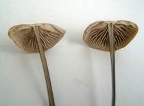 Langstieliger Knoblauchschwindling, Foto 31