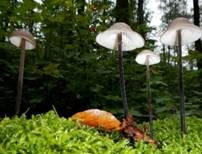 Langstieliger Knoblauchschwindling, Foto 6