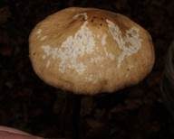 Langstieliger Knoblauchschwindling, Foto 8