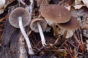 Langstieliger Saumpilz, Foto 1