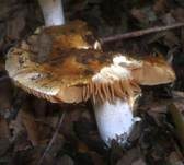 Langstieliger Schleimfuß, Foto 18