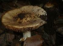 Langstieliger Schleimfuß, Foto 19