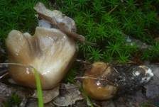 Langstieliger Schleimfuß, Foto 21