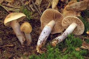Langstieliger Schleimfuß, Foto 1