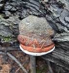 Bitterer Lärchenbaumschwamm, Foto 6