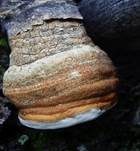 Bitterer Lärchenbaumschwamm, Foto 8