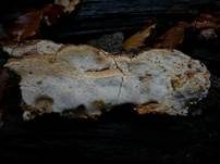 Laubholzharzporling, Foto 12