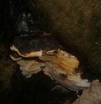 Laubholzharzporling, Foto 21